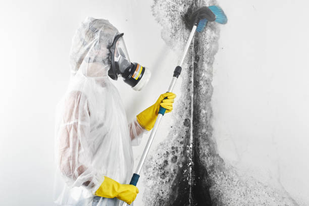 Best Mold Damage Restoration  in Ford City, CA