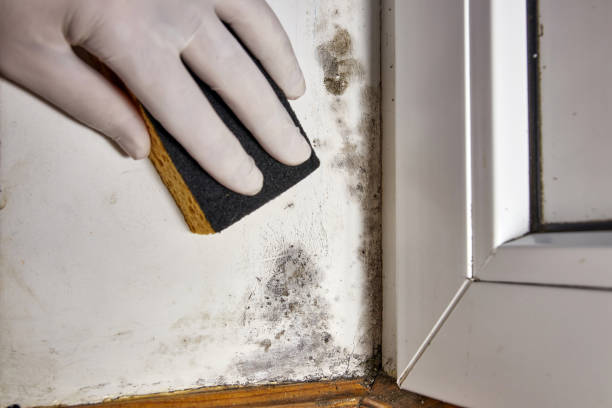Best Forensic Mold Investigation  in Ford City, CA
